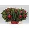 Protea Red Ice