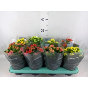 Kalanchoe blos.   ..rosebud mix  5