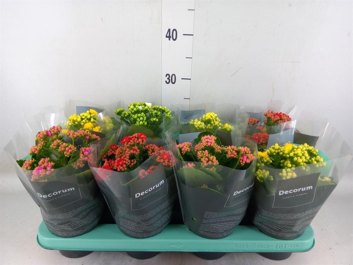 <h4>Kalanchoe blos. ..rosebud mix 5</h4>