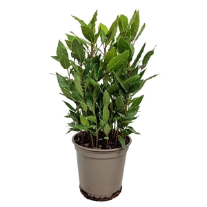 Laurus Nobilis Bush