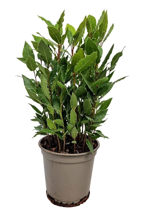 <h4>Laurus Nobilis Bush</h4>