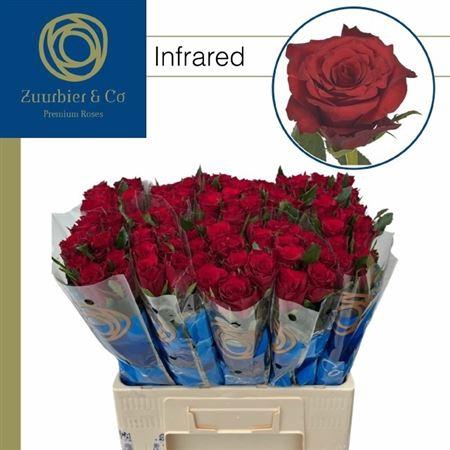 <h4>R Gr Infrared</h4>