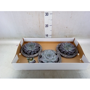 Arr.  Succulents L%