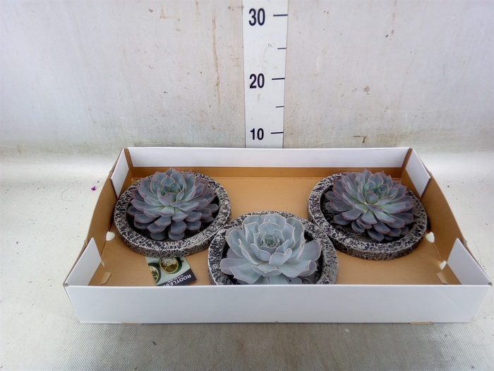 <h4>Arr.  Succulents L%</h4>