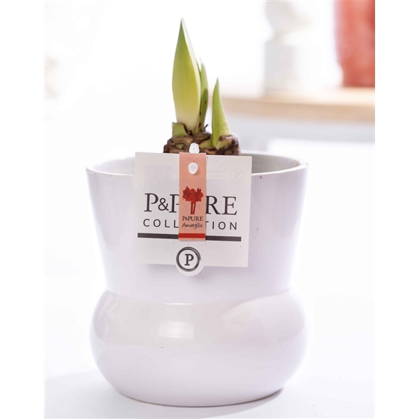 <h4>Hippeastrum red in P&PURE Plant Vase Maxima white</h4>