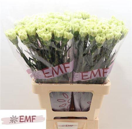 <h4>Di St Alessandria</h4>