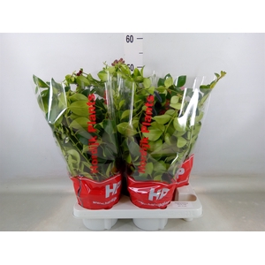 Aeschynanthus  'Mona Lisa'