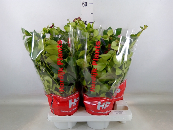 <h4>Aeschynanthus  'Mona Lisa'</h4>