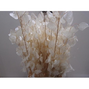 Deco Lunaria Gebleekt