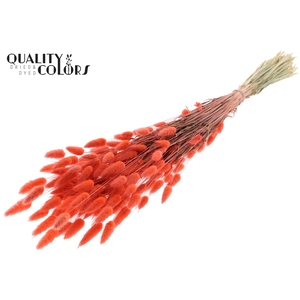 Lagurus per bunch Coral