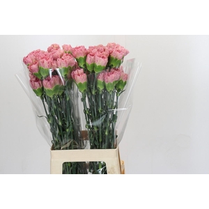 Dianthus St Lege Pink