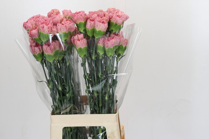 <h4>Dianthus St Lege Pink</h4>