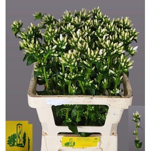 Campanula Glom Echo Alfa