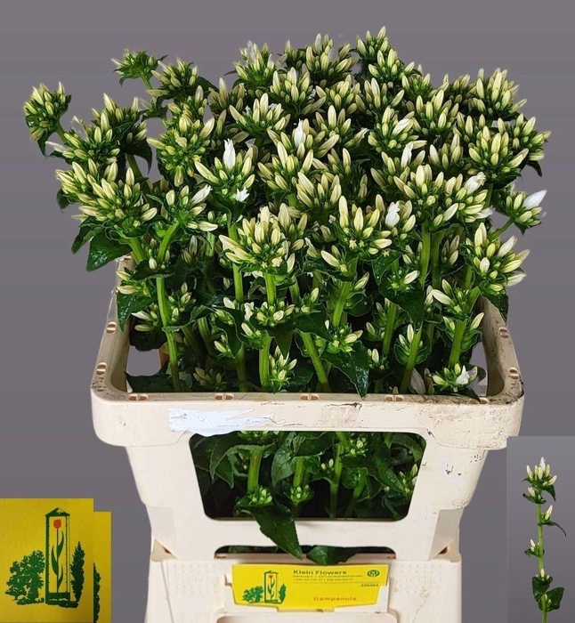 <h4>Campanula Glom Echo Alfa</h4>