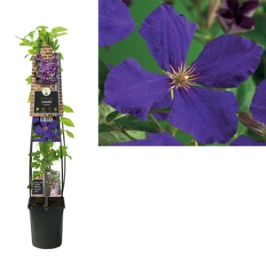 Clematis 'Jackmanii' +3.0 label