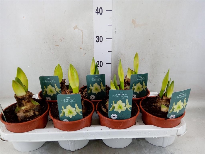 <h4>Hippeastrum   ...</h4>