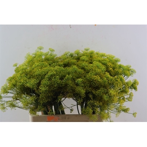 Anet Graveolens