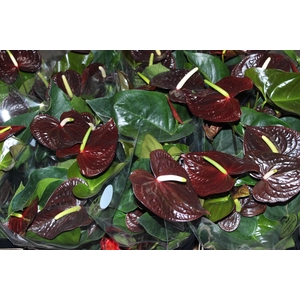 ANTHURIUM SEMPRE P17 PREMIUM