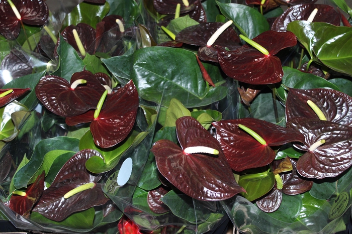 <h4>ANTHURIUM SEMPRE P17 PREMIUM</h4>