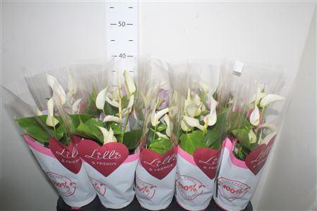 <h4>** Anthu Banderola Cava 5+ * Winter Promo *</h4>