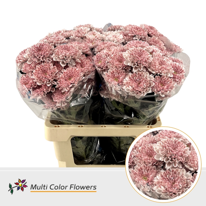 Chr T Altaj Misty Blush