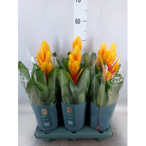 Vriesea  'Intenso Flame'