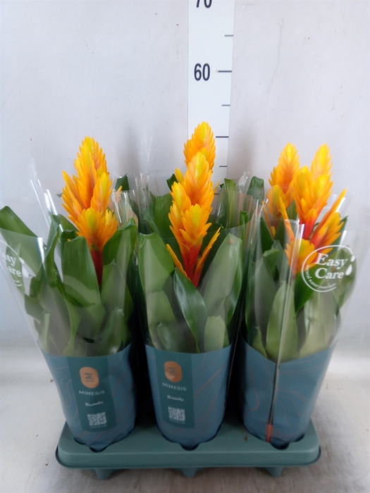 <h4>Vriesea  'Intenso Flame'</h4>