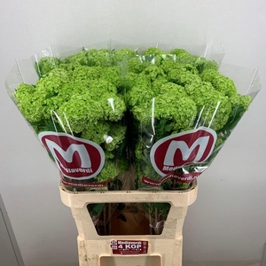 Viburnum Greenhouse 4 Kop Mediaverdi