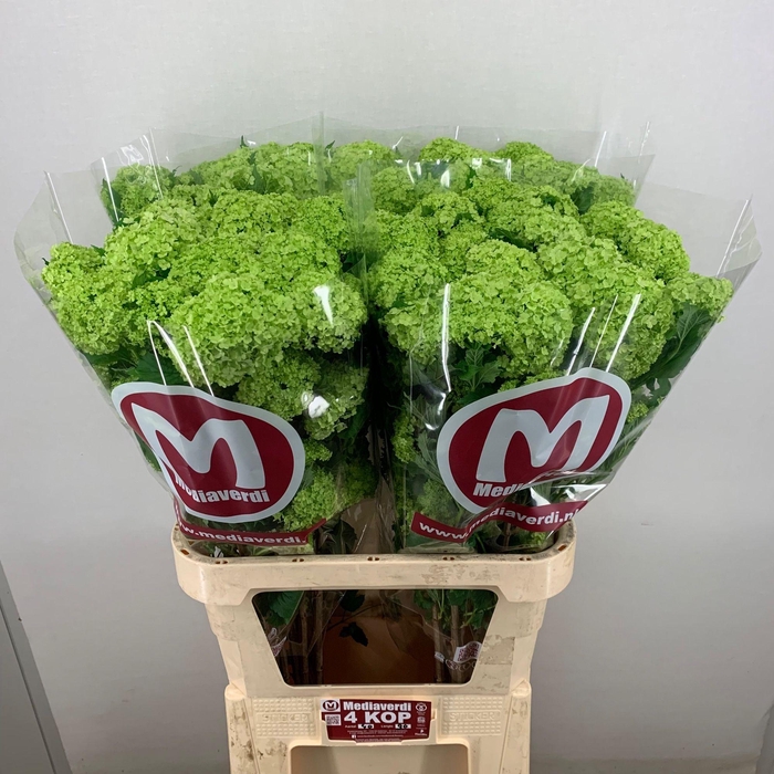 <h4>Viburnum L.90 4+flowers</h4>