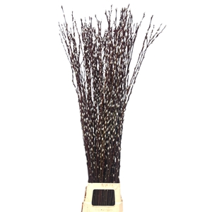 SALIX WILGENKATJES