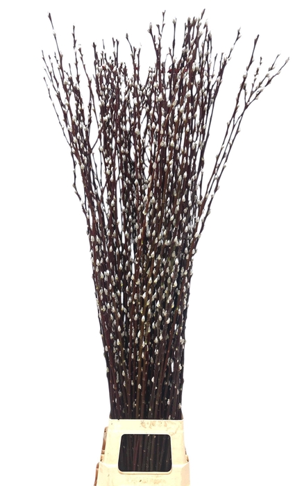 <h4>SALIX WILGENKATJES</h4>