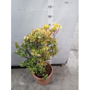 Crassula ovata 'Sunset'