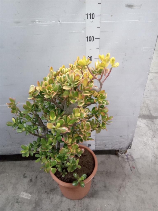 <h4>Crassula ovata 'Sunset'</h4>