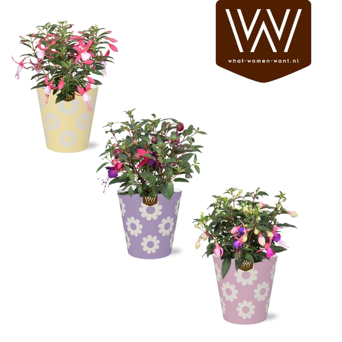 <h4>VAN FUCHSIA BEAUTY</h4>