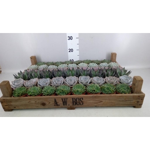 Echeveria   ...