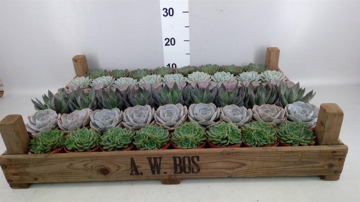 <h4>Echeveria   ...</h4>