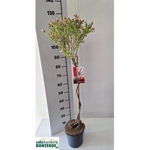 SALIX IN FLAMINGO