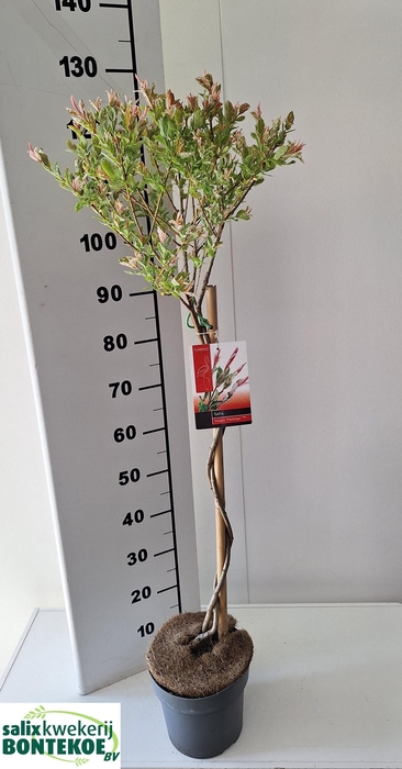 <h4>SALIX IN FLAMINGO</h4>