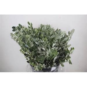 Pittosp Ralphi Leaves 400gr P Bunch