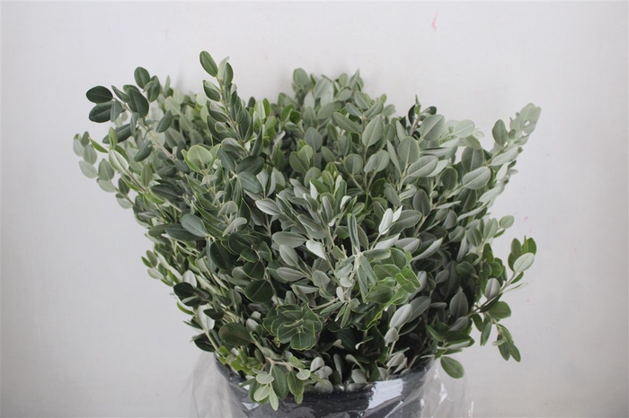 <h4>Pittosp Ralphi Leaves 400gr P Bunch</h4>