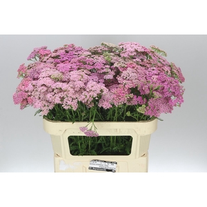 Achillea Cindy