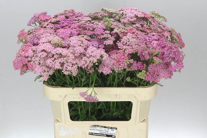 <h4>Achillea Cindy</h4>