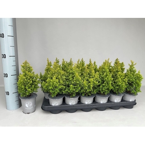 Chamaecyparis thyoides Novagold