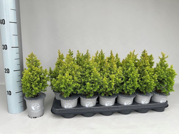 <h4>Chamaecyparis thyoides Novagold</h4>