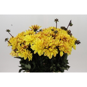 Dahlia Glossy Bravia