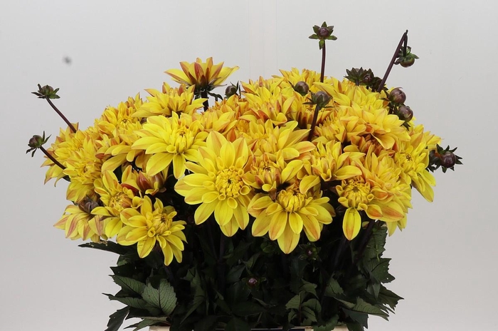 <h4>Dahlia Glossy Bravia</h4>