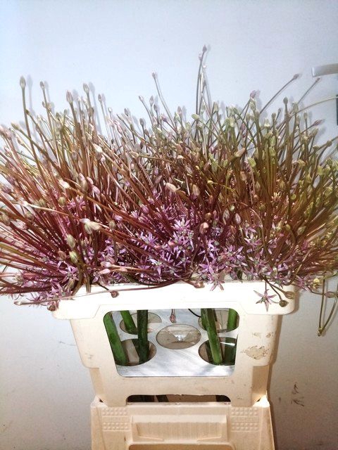 <h4>Allium schubertii</h4>