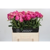 Paeonia Glory Hallelujah