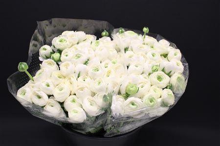 <h4>Ranonkel Zwaar Wit</h4>