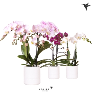 Kolibri Orchids Phalaenopsis mix 2 spike in Pastel pot white